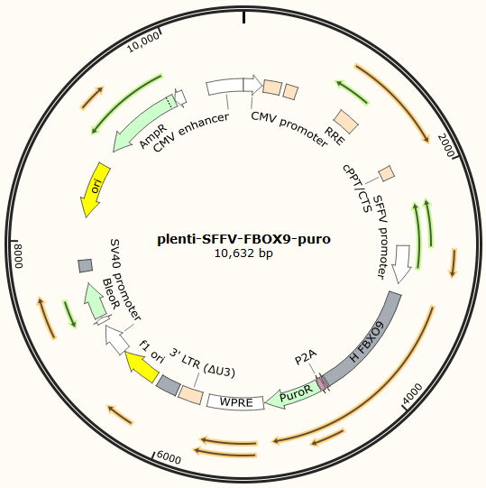 plenti-SFFV-FBOX9-Puro