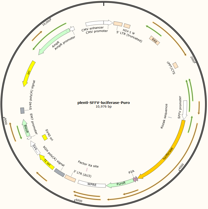 plenti-SFFV-luciferase-Puro